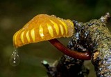 Xeromphalina tenuipes image
