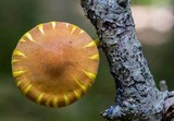 Xeromphalina tenuipes image
