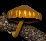 Xeromphalina tenuipes image