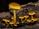 Gymnopilus luteofolius image