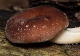 Lentinula edodes image