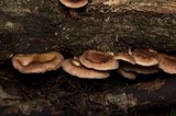 Lentinula edodes image