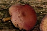 Callistosporium purpureomarginatum image