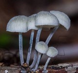 Tetrapyrgos nigripes image