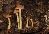 Ripartitella brasiliensis image