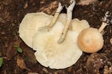 Ripartitella brasiliensis image