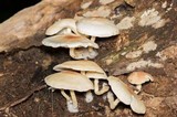 Ripartitella brasiliensis image