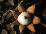 Geastrum floriforme image