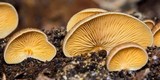 Crepidotus crocophyllus image