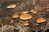 Crepidotus crocophyllus image