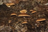 Crepidotus crocophyllus image