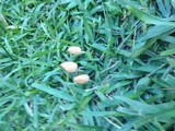 Conocybe apala image