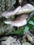 Megacollybia rodmani image