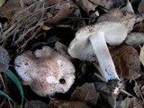 Inocybe adaequata image