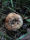 Lactarius subvillosus image