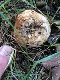 Lactarius subvillosus image