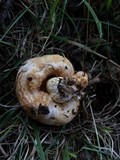 Lactarius subvillosus image
