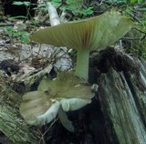 Megacollybia rodmanii image