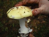 Amanita vernicoccora image
