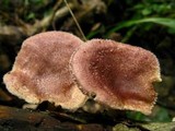 Lentinus strigosus image