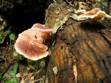 Lentinus strigosus image