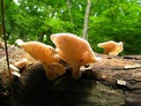 Panus neostrigosus image
