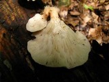 Lentinus strigosus image