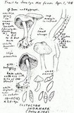 Clitocybe inornata image