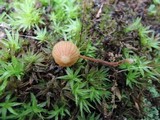 Galerina vittiformis image