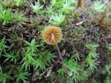 Galerina vittiformis image