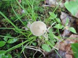 Entoloma alboumbonatum image