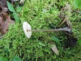 Entoloma alboumbonatum image