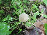 Entoloma alboumbonatum image