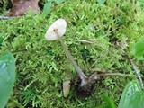 Entoloma alboumbonatum image