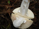 Amanita vernicoccora image