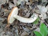 Leccinum insigne image