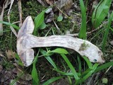 Leccinum insigne image