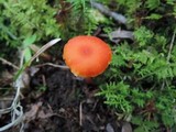 Hygrocybe miniata image