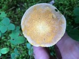 Suillus tomentosus image