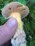 Suillus tomentosus image