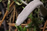 Nomuraea atypicola image