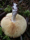 Rhodocollybia maculata image