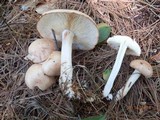 Rhodocollybia maculata var. scorzonerea image