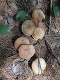 Rhodocollybia maculata image