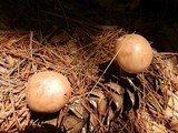 Rhodocollybia maculata var. scorzonerea image