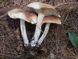 Rhodocollybia maculata var. scorzonerea image