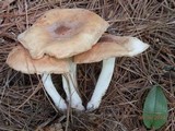Rhodocollybia maculata image