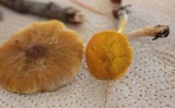 Pluteus leoninus image