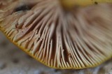 Pluteus leoninus image