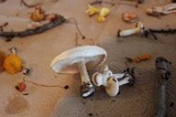 Melanoleuca verrucipes image